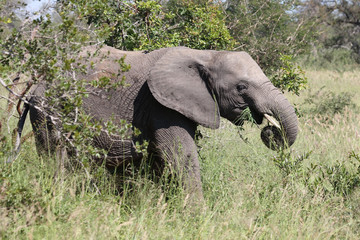 Naklejka premium Afrikanischer Elefant / African elephant / Loxodonta africana
