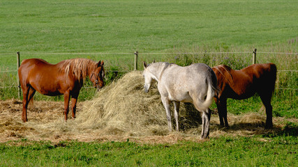 Obraz premium Horses feeding at haystack in pasture.