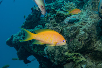 Fish swim in the Red Sea, colorful fish, Eilat Israel