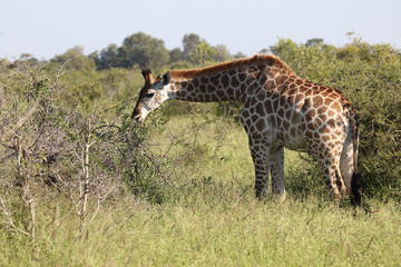 Giraffe / Giraffe / Giraffa Camelopardalis