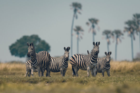 Zebra group in wild forest