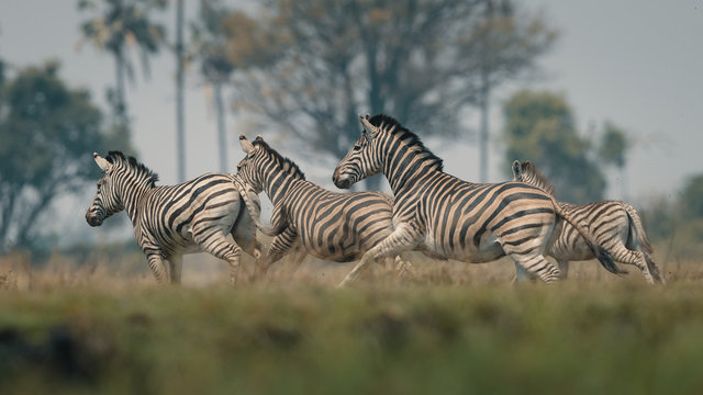 Group of zebras running in forest