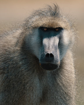 Close up view of baboon