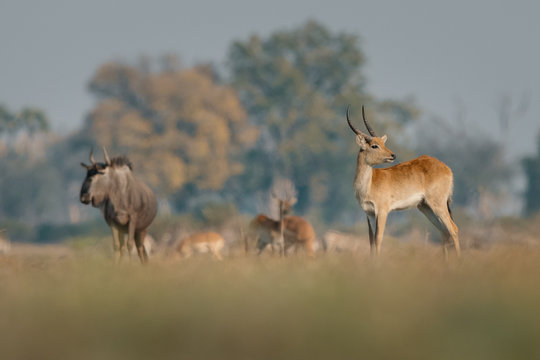 Antelope and yak