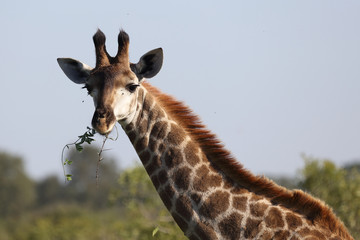 Giraffe / Giraffe / Giraffa Camelopardalis