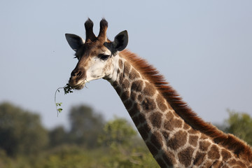 Giraffe / Giraffe / Giraffa Camelopardalis
