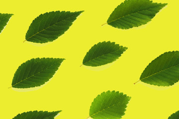 Pattern of green leaves of different sizes on a yellow background...