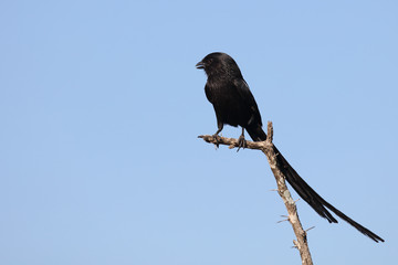 Schachwürger / Long-tailed shrike - Magpie shrike / Lanius schach.