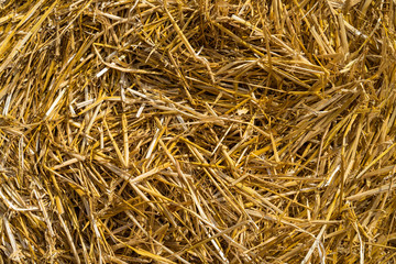 Straw Roll in Sunlight, Texture, close