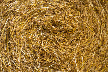 Straw Roll in Sunlight, Texture