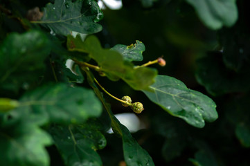 Branches of oak, leaves and young acorns on the branches, photographed close-up	