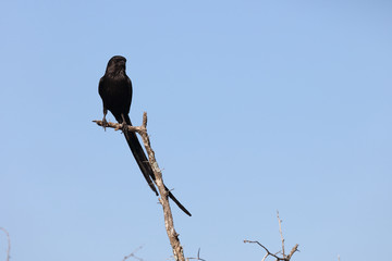 Schachwürger / Long-tailed shrike - Magpie shrike / Lanius schach.