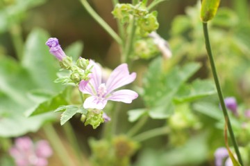 purple flower