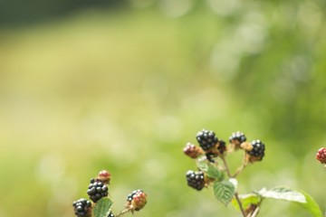 Black berries on vine