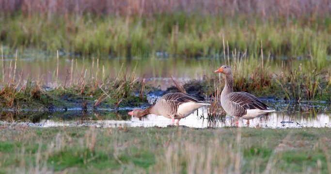 Pair of greylag geese, Anser anser, drinking water in the wetlands of the Beka Nature Reserve