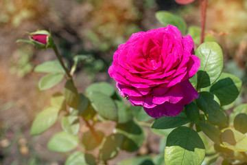 pink rose in garden