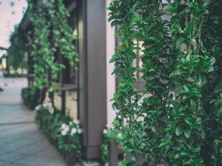 Beautiful restaurant decor with green Bush     A street cafe decorated with green plants