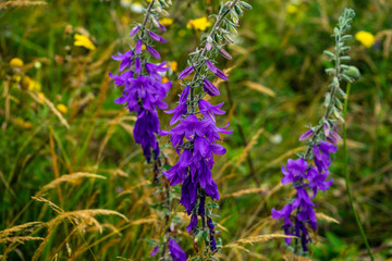 Obraz premium Blue bell flower in a meadow