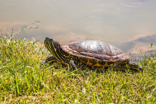 Turtle