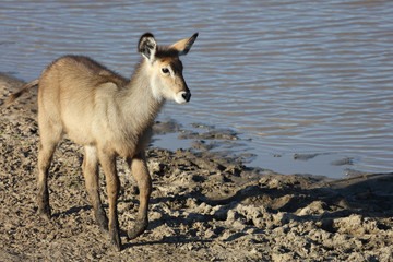 Wasserbock / Waterbuck / Kobus ellipsiprymnus