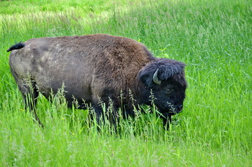 Wild Prairie Bison in a meadow