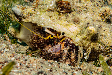 Bristled Hermit Crab in the Red Sea Colorful and beautiful, Eilat Israel