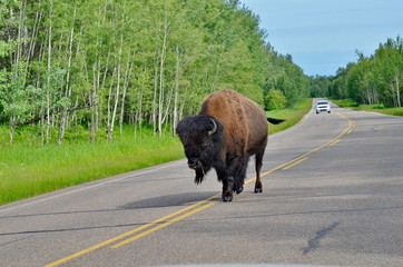 Wild Prairie Bison on roadway