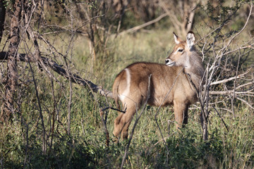 Wasserbock / Waterbuck / Kobus ellipsiprymnus