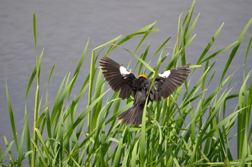 Yellow-headed Blackbird Male in the wild