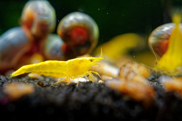 Gelbe Sakura-Garnele Neocaridina davidi in grün im Süßwasseraquarium