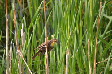 Yellow-headed Blackbird female in the wild