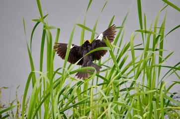 Yellow-headed Blackbird Male in the wild