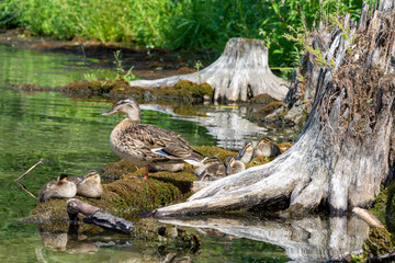 Wild duck with ducklings resting on a summer day on the lake. Little ducklings sleeping.