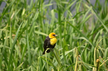 Yellow-headed Blackbird Male in the wild