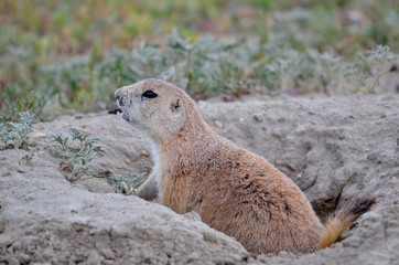 Wild black-tailed prairie dog at Grasslands National Park, 