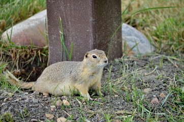 Wild black-tailed prairie dog at Grasslands National Park, 