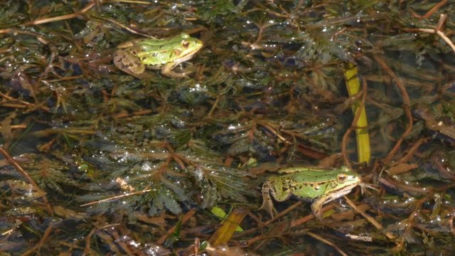 Two idle spotted green frogs floating on a stagnant pond, medium shot