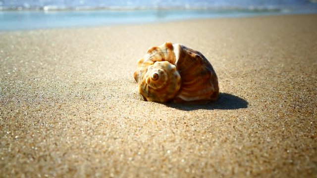 The shell lies on a sandy beach and is washed by the waves of the sea. Rest on the sea. Shell Rapana