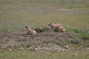 Wild black-tailed prairie dogs at Grasslands National Park in Saskatchewan, Canada