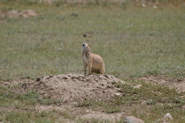 Naklejka na ściany i meble Wild black-tailed prairie dog at Grasslands National Park, 