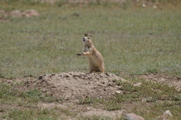 Wild black-tailed prairie dog at Grasslands National Park, 