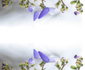 Flower&acute;s Background