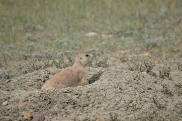 Wild black-tailed prairie dog at Grasslands National Park, 