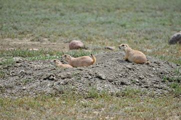 Wild black-tailed prairie dogs at Grasslands National Park in Saskatchewan, Canada