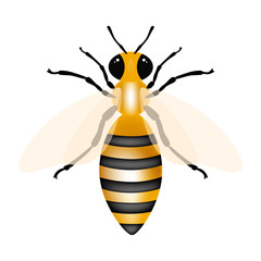 Honey bee on white background