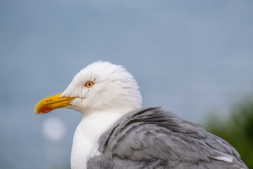 Nessebar (Nesebar), Burgas Province, on Bulgaria’s Black Sea coast.