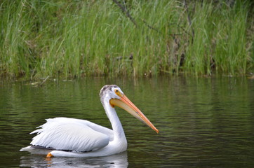 American white pelican along a river in Northern Saskatchewan, Canada.