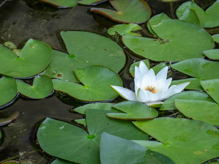 water lilies (Nymphaeaceae).elegant and peaceful pair of water lilies after the rain in a tropical pond