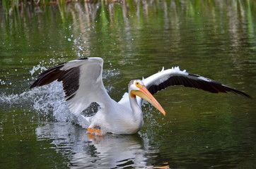 American white pelican take to flight in Northern Saskatchewan, Canada