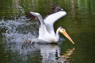 American white pelican take to flight in Northern Saskatchewan, Canada